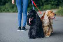 Passear/alimentar animais