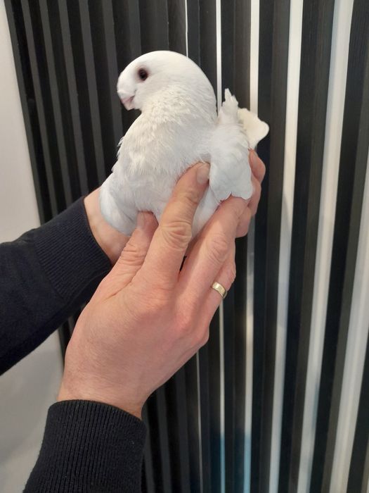 Orliki Belgijski Antwerpski