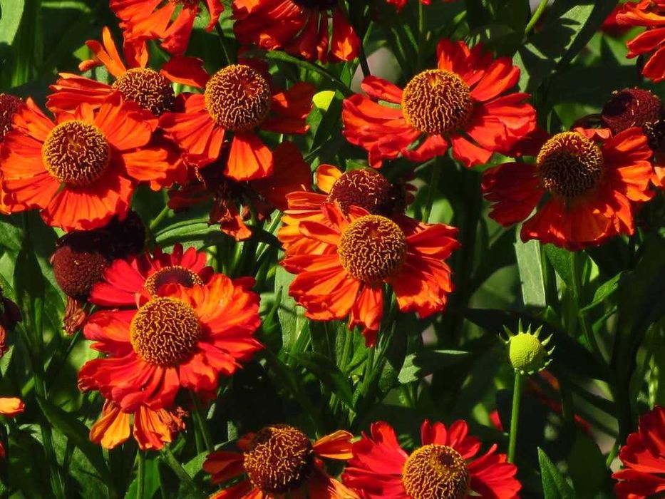 Саженцы многрлетней астры астильбы вероники деревій