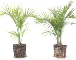 Włókno kokosowe, naturalne podłoże dla roślin ozdobnych, kwiatów i war