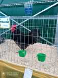 Jaja lęgowe Australop Australorp