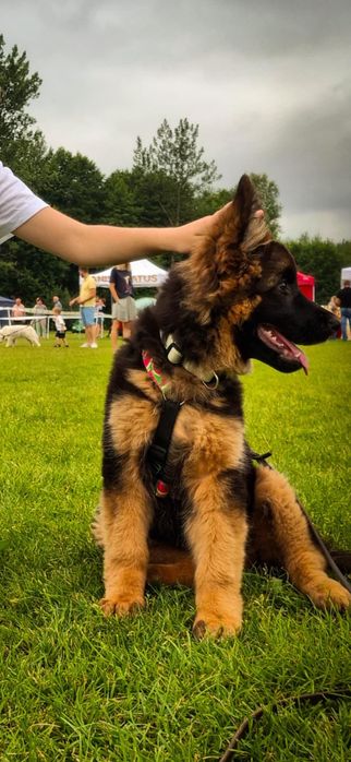 Owczarek niemiecki FCI