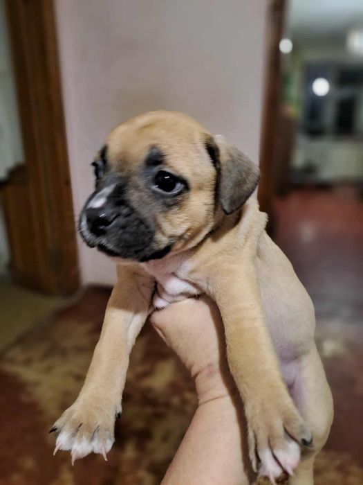 Отдам щенков в хорошие руки