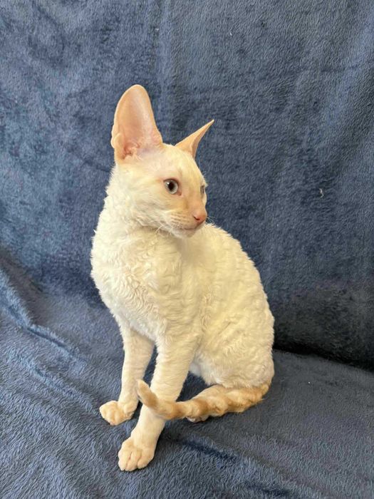 CORNISH REX Dostępny kocurek o imieniu YOSHI Hodowla: MatiMalwa*PL