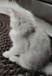 Kotka rasy Maine Coon rodowód FPL