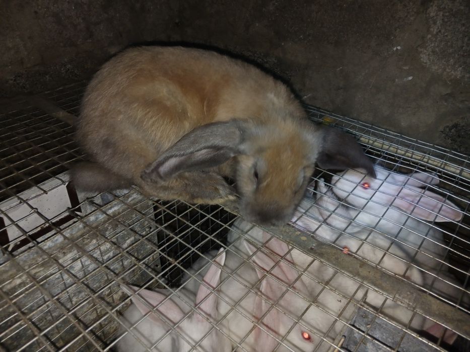 Кролики кролі кроленята