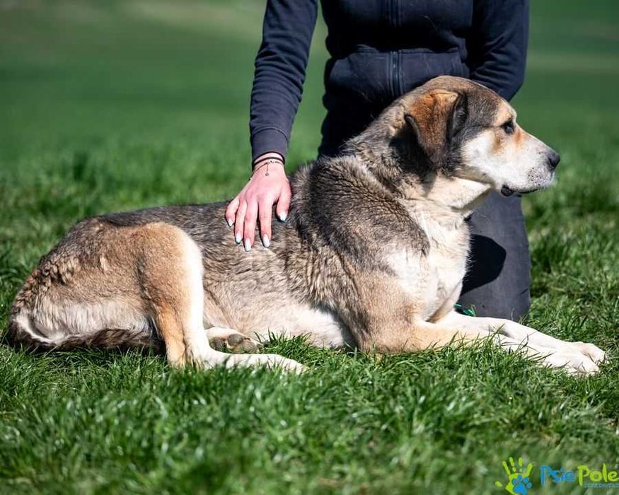 Ramona - kochana, bardzo miła większa suczka SCHRONISKO