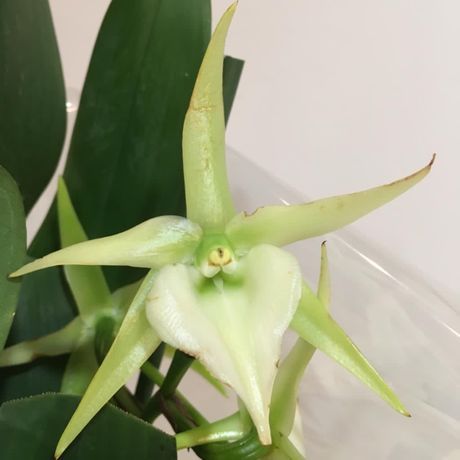 Орхидея. Ангрекум