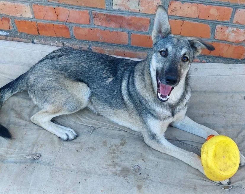 Цуценята в добрі руки