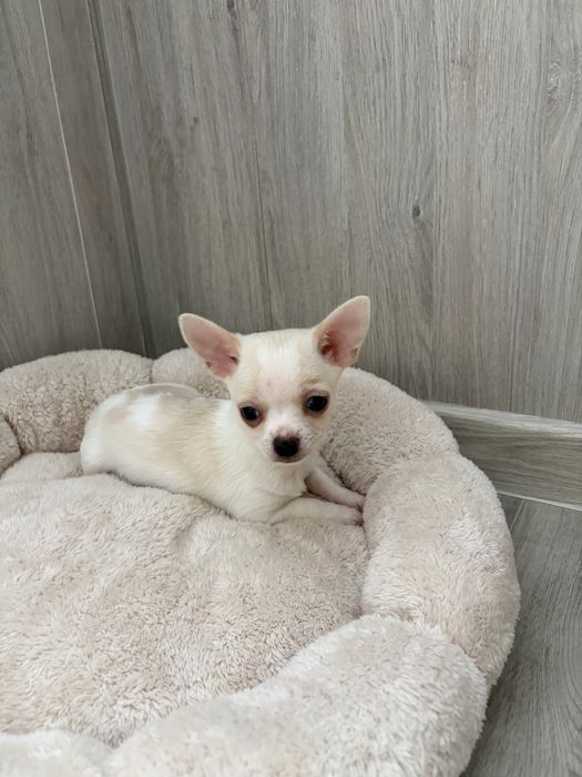 Хлопчик чихуахуа готовий до переїду