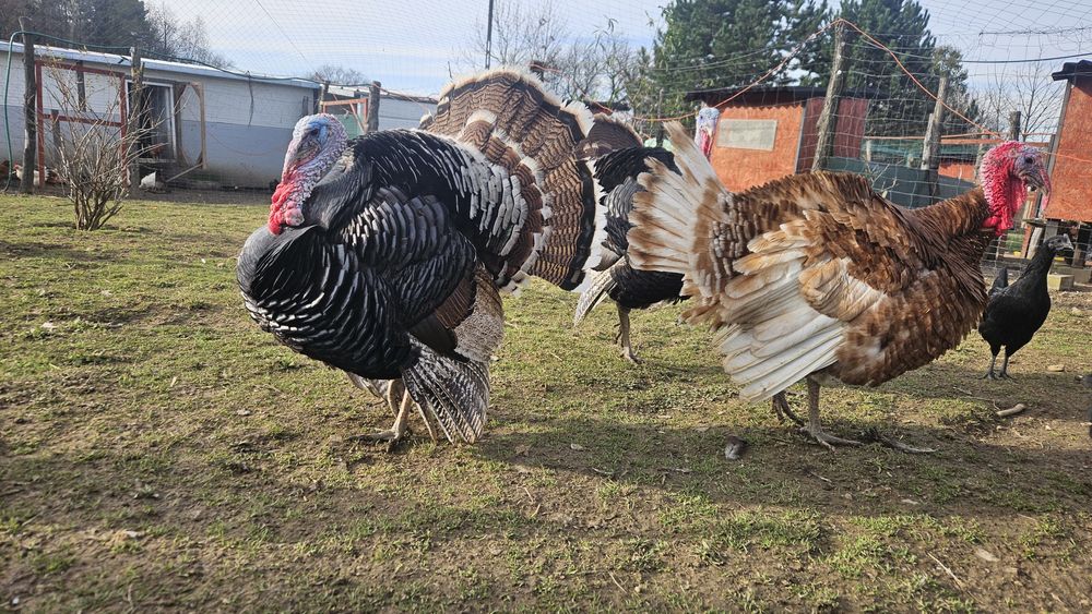 Indyk indyczka indor