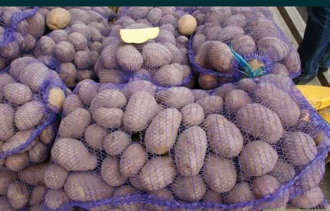 Картопля Бараболя Мандебурка
