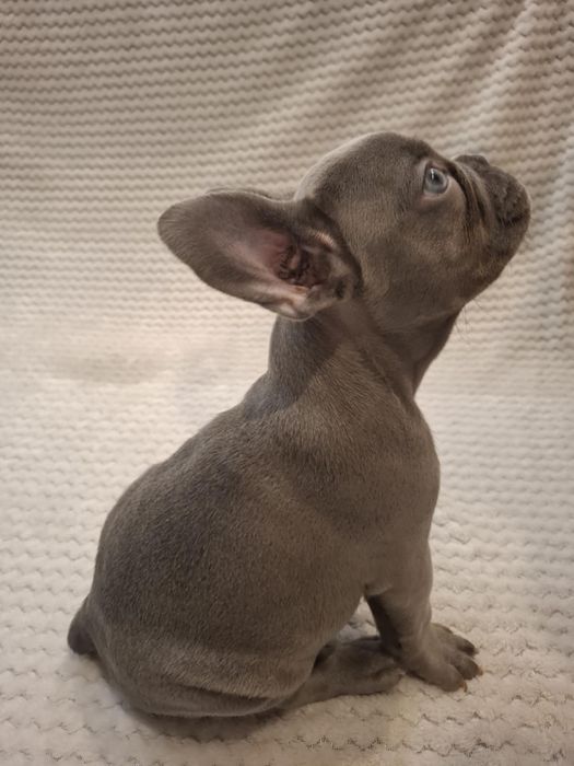 Suczka buldog francuski lilac blue, niebieska