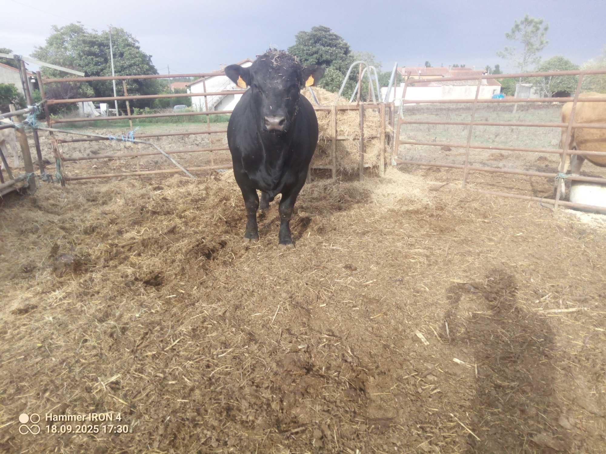 Angus puro inscrito no livro