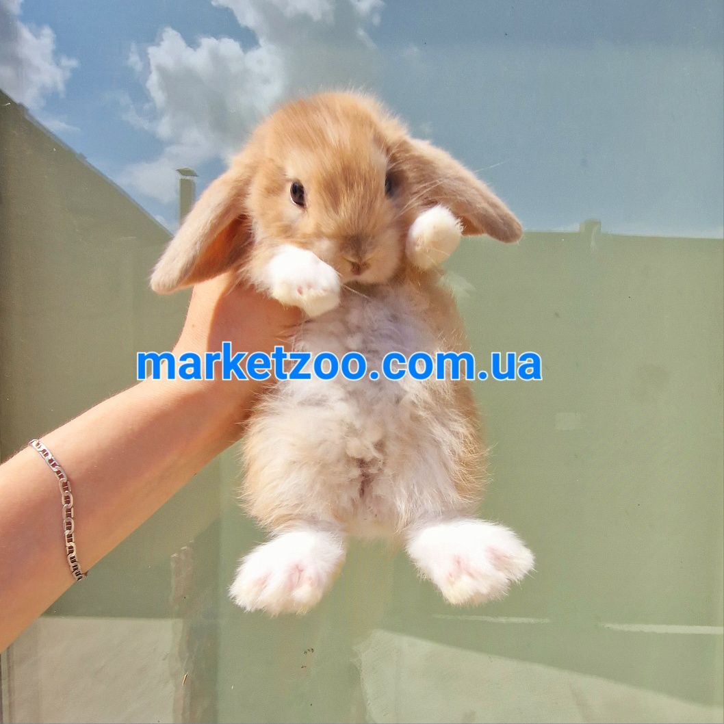 Мини mini lop мiнi вислоухий баранчик висловухий карликовые кролики