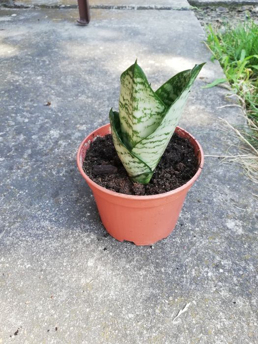 Kwiat domowy z doniczką - sansevieria