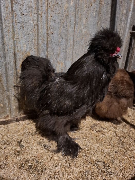 Koguty, kogut silka USA mottled, split, rudy