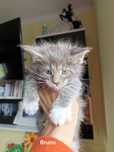 Kocurek Maine coon