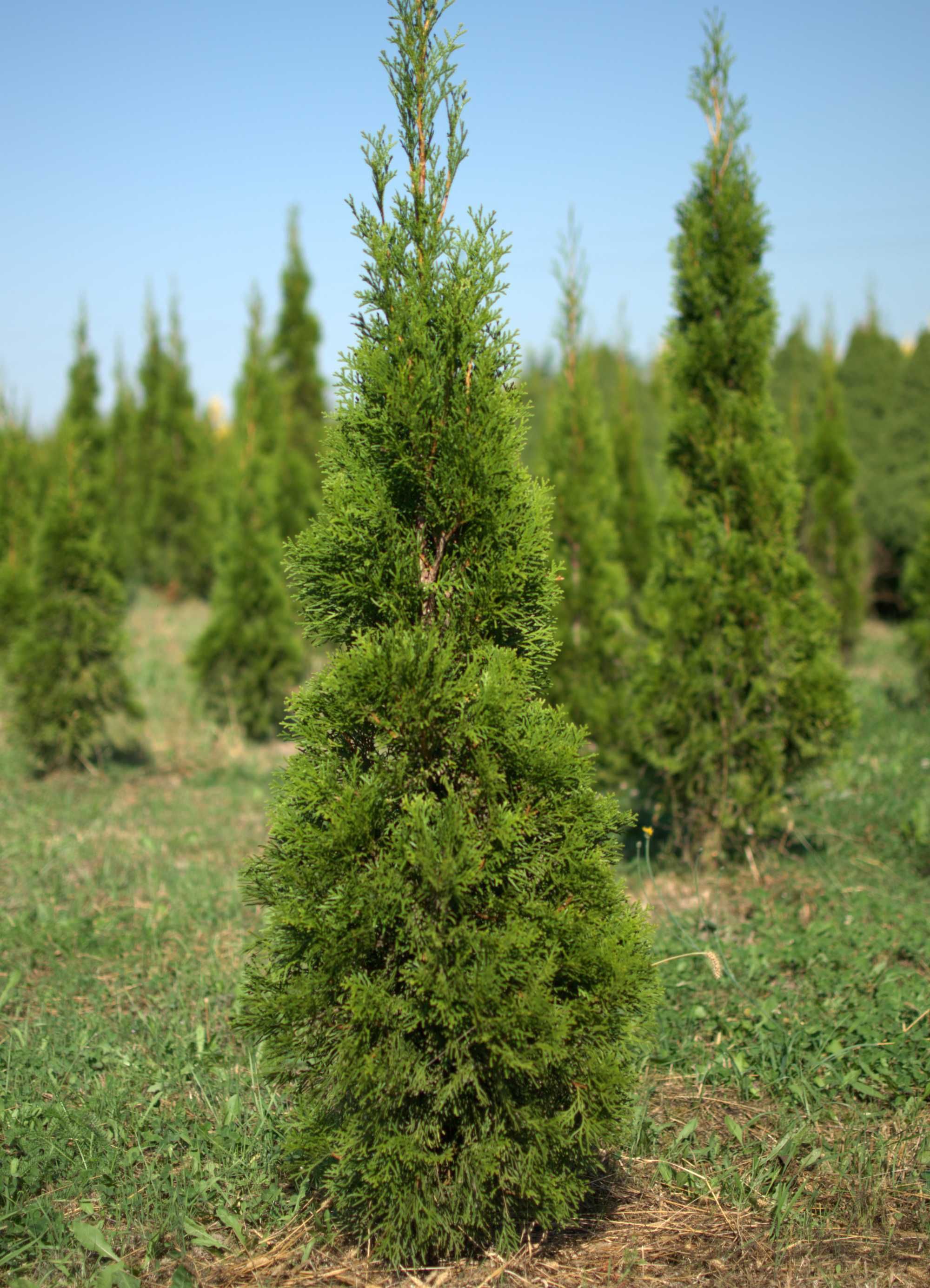 Thuja tuja smaragd szmaragd 100 120 cm kopana z gruntu