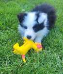 Border collie z metryka Fci