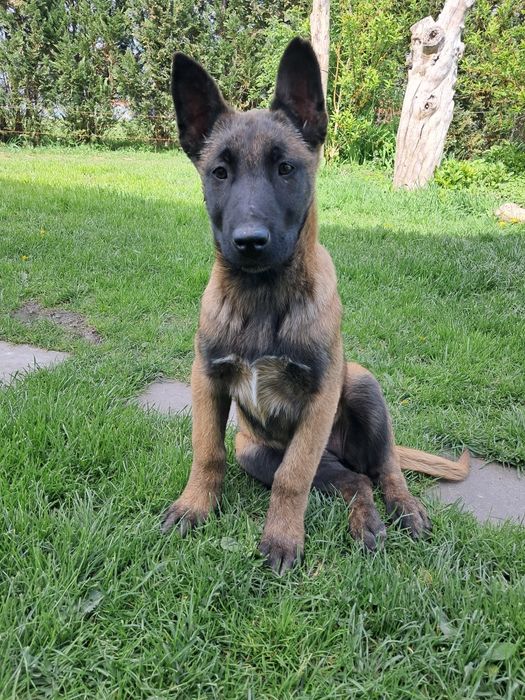 Owczarek Belgijski Malinois