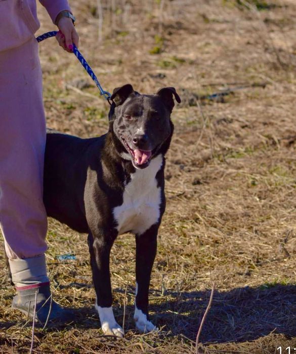 DEJMAN - 4-5 lat unikalny, przyjazny pies uratowany w Bułgarii