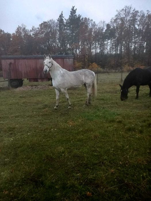 Sprzedam klacz śląską 83 pkt