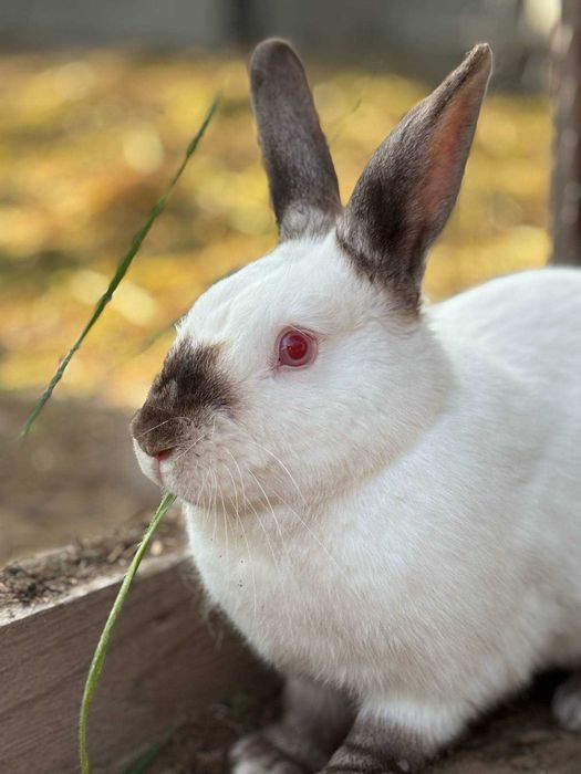Króliki hodowlane i miniaturki