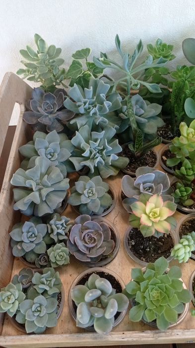 Сукуленти ехеверії, хрестовники,еоніуми, красули, делосперма,оскулярія