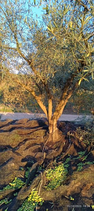 Oliveiras para transplantar/jardim 

50 €