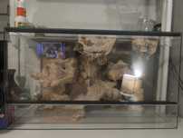 Terrarium dla gekona lamparciego