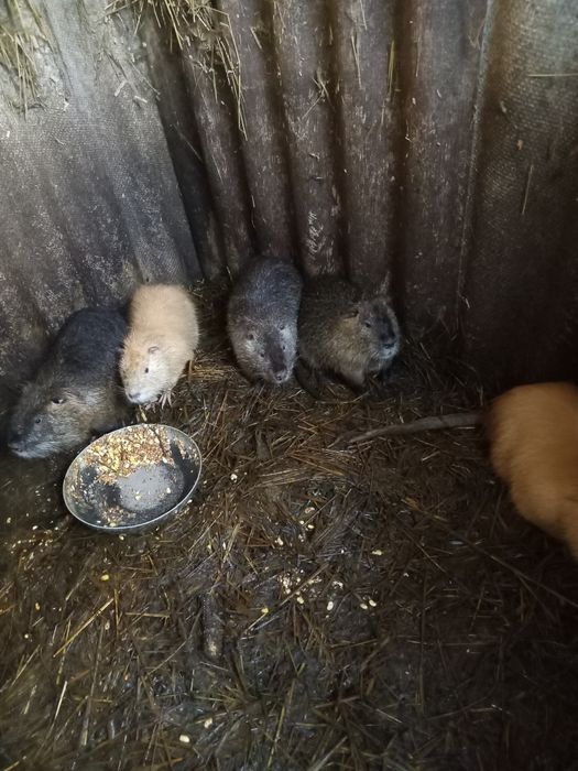 Продам молодих звірів 1,5-2,5місяці