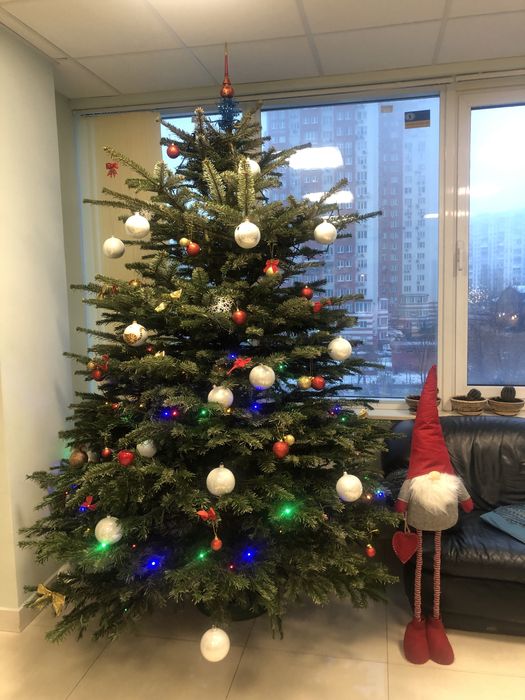 Новорічна ялинка, Ялиця Нордмана, Пихта Нордмана