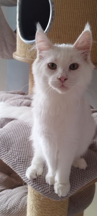 Kocurek Maine Coon biały słyszy