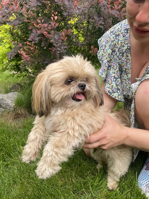 В'язка мини шит цу мальчик