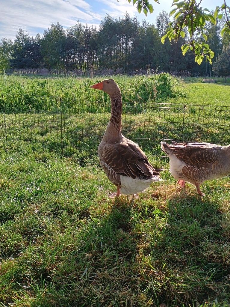 Sprzedam Gęsi Landes