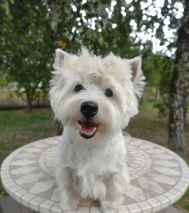 West Highland White Terrier suczka CHAMPION SZCZENIĄT roczna