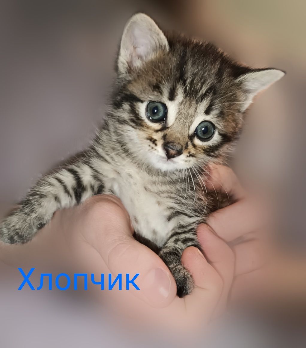 Віддам кошенят в добрі руки