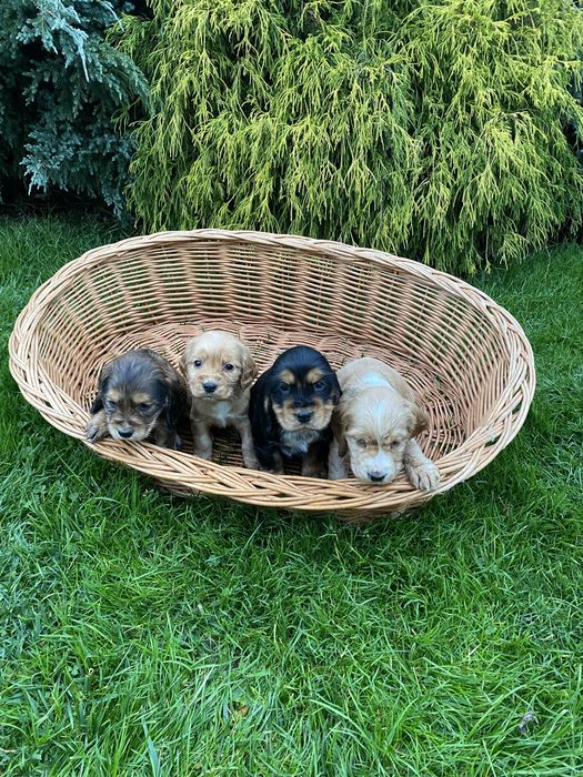 Szczeniak Cocker Spaniel Suczka