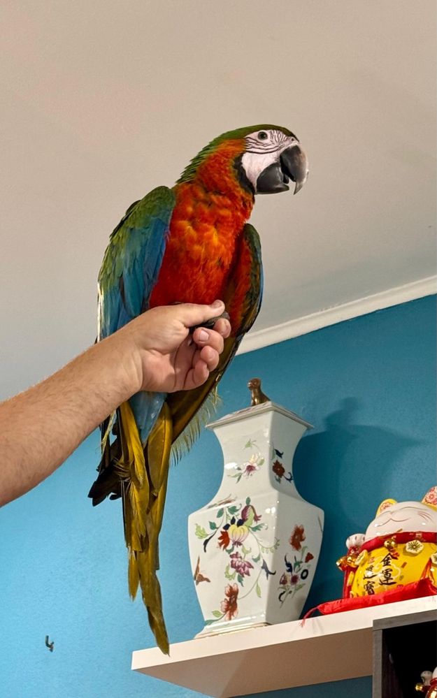 Arara Arlequim quase independente