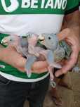 Papagaios Amazonas bebés