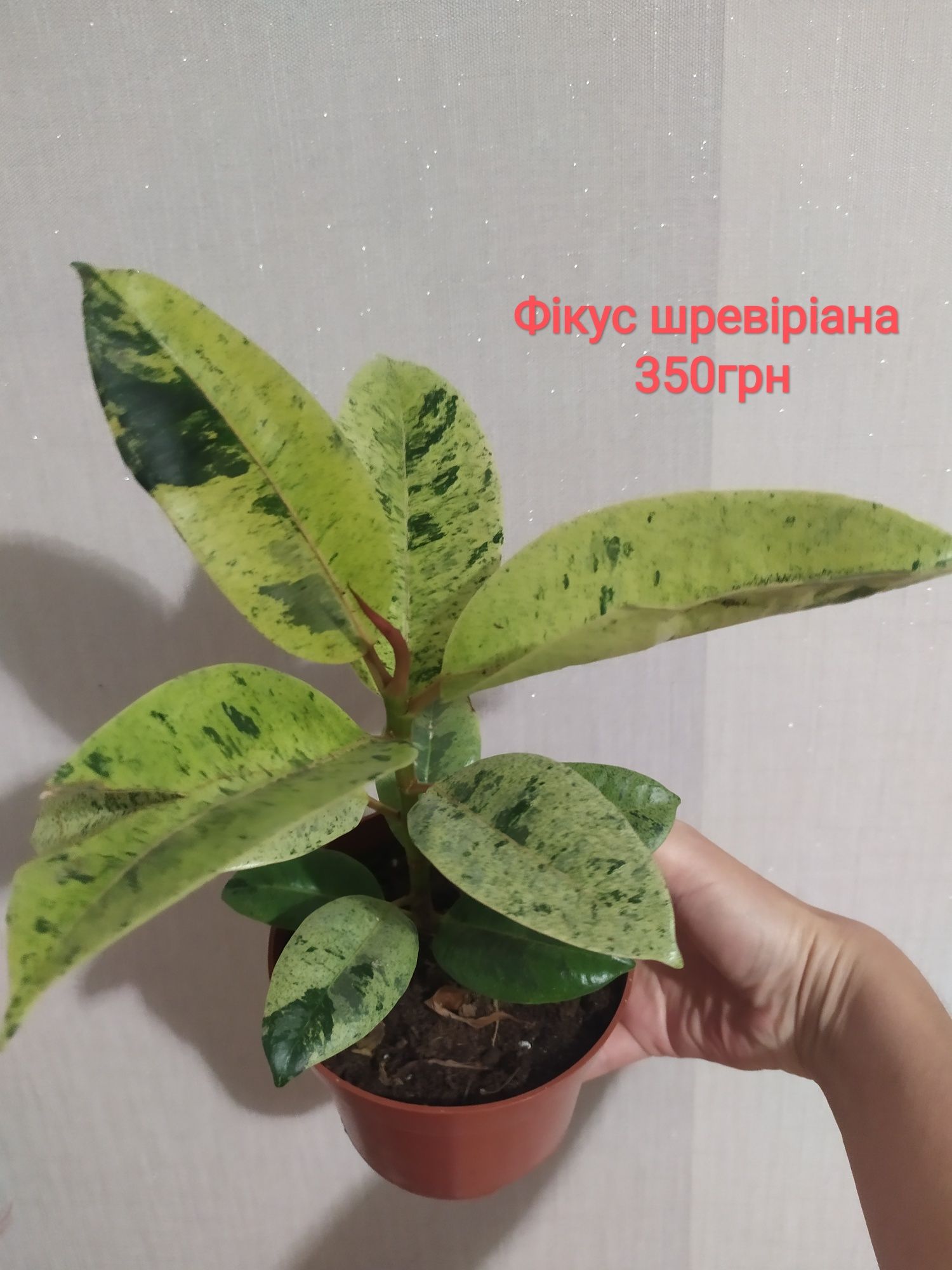 Фикус абиджан, эластика,шревириана