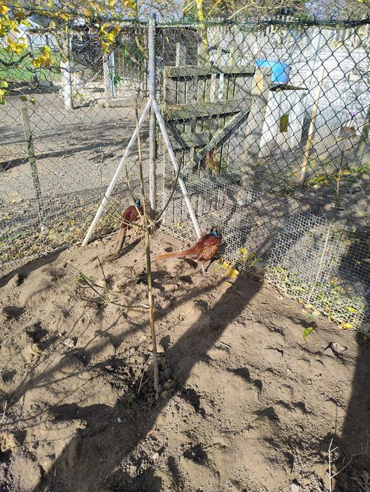 Bażanty młode polne