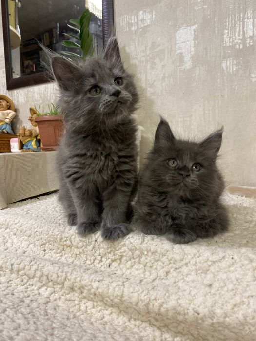 Чистокровные котята  Мейн-кун