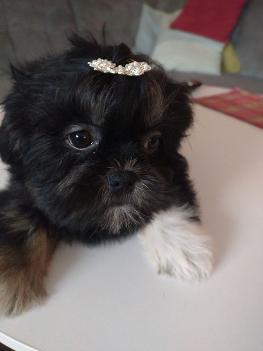 Sprzedam suczkę Shih TZU