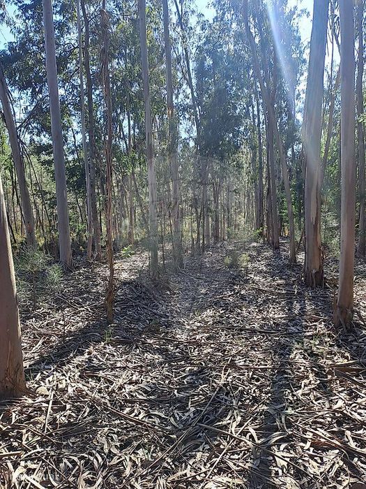 Terreno  para venda