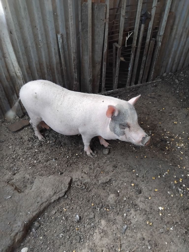 Porca vietnamita