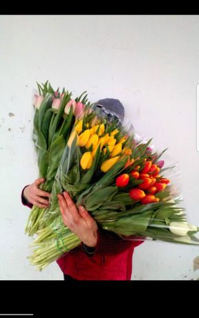 Тюльпан опт Украина