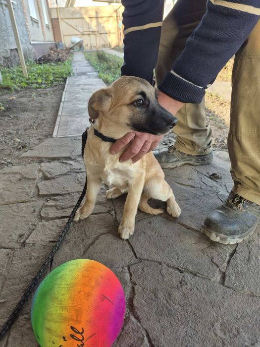 Цуценя метисів до дому