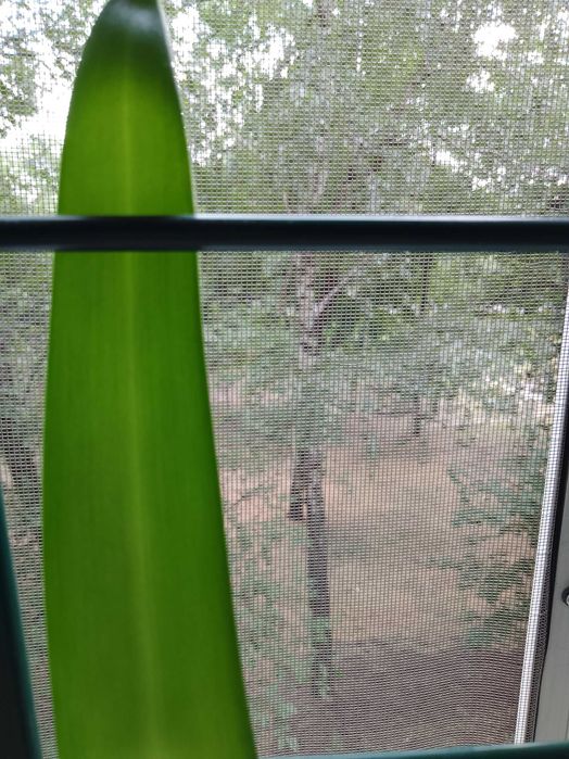 Лилия комнатный цветок - оранжевые цветки